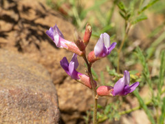 Astragalus flexuosus greenei