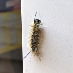 Halysidota tessellaris