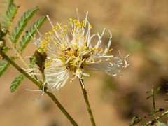 Desmanthus cooleyi
