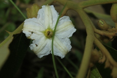 Solanum grandiflorum
