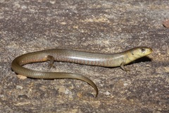 Cyclodomorphus michaeli