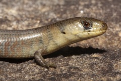 Cyclodomorphus michaeli