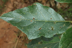Solanum grandiflorum