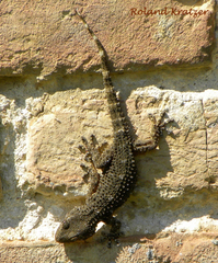 Tarentola mauritanica