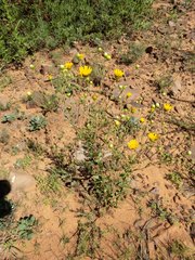 Grindelia arizonica