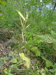Vincetoxicum ascyrifolium