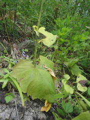 Vincetoxicum ascyrifolium
