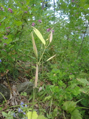 Vincetoxicum ascyrifolium