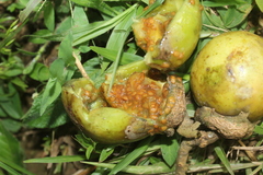Solanum grandiflorum