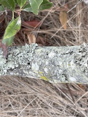 Parmotrema hypoleucinum