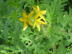 Solanum lumholtzianum
