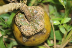 Solanum grandiflorum
