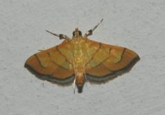 Syngamia latimarginalis