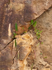 Cryptostylis subulata