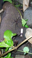 Heteropoda tetrica