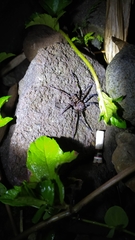 Heteropoda tetrica