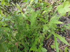 Asparagus schoberioides