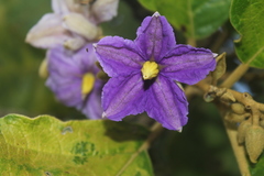 Solanum grandiflorum