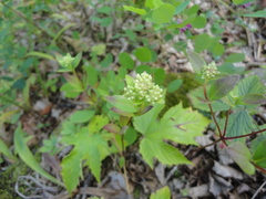 Hylotelephium viviparum