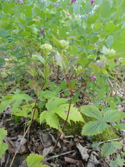 Hylotelephium viviparum