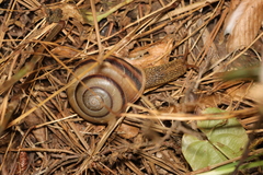 Nesiohelix samarangae