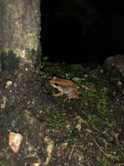 Eleutherodactylus johnstonei