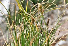 Carex micropoda