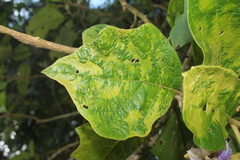Solanum grandiflorum
