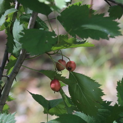 Crataegus