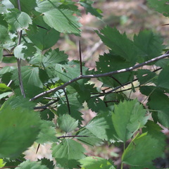Crataegus