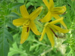 Solanum lumholtzianum