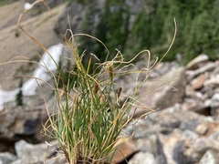 Carex micropoda