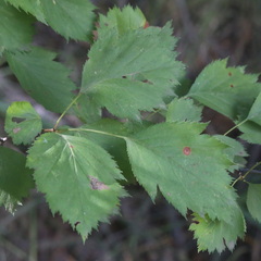 Crataegus
