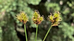 Carex preslii