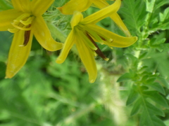 Solanum lumholtzianum