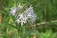 Amsonia
