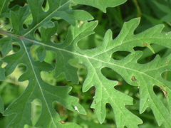 Solanum lumholtzianum