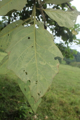 Solanum grandiflorum