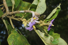 Solanum grandiflorum