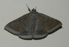 Achaea boris
