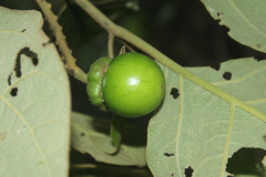 Solanum grandiflorum