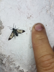 Cosmosoma xanthosticta