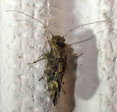 Myopsocus