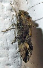 Myopsocus