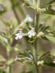 Hedeoma oblongifolia