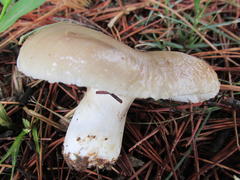Russula sororia
