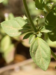 Hedeoma oblongifolia