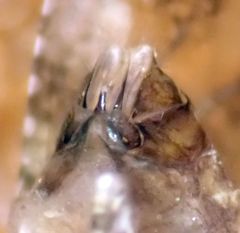 Myopsocus