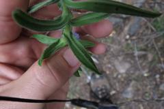 Lobostemon stachydeus