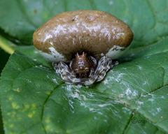 Mastophora phrynosoma